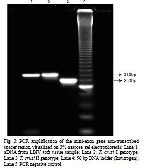 500년 전 미라로부터 Trypanosoma cruzi를 PCR로 증명한 논문 (Fernandez et al., 2008)