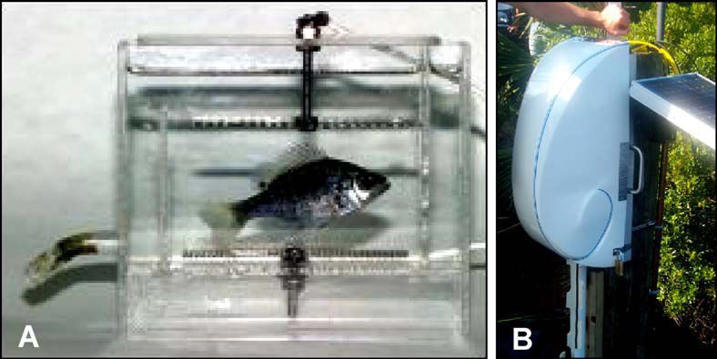 (A) Fish biomonitoring chamber (B) Platform for continuous flow monitoring