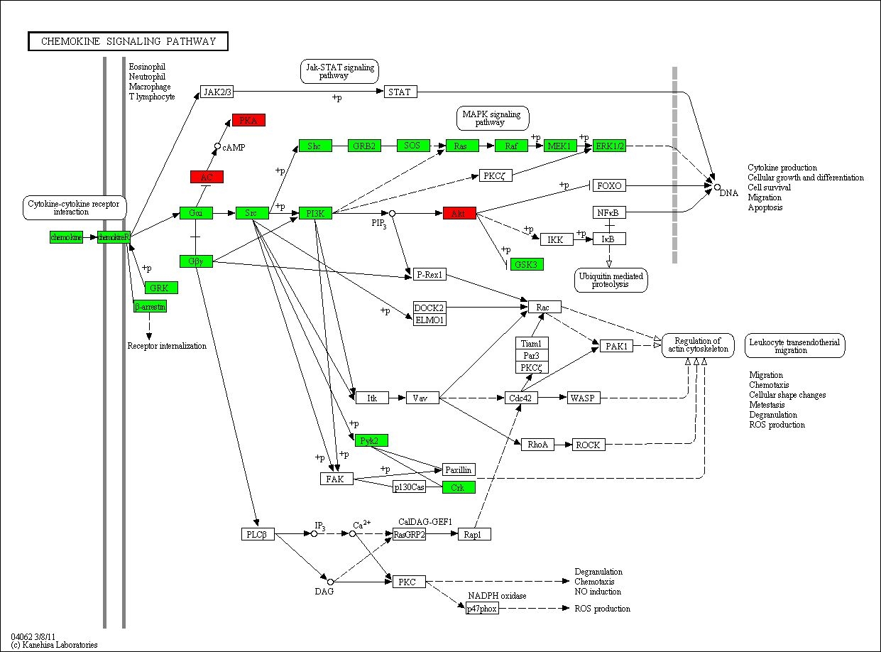 Chemokine signaling pathway