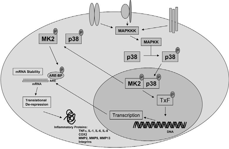 p38/MK2 regulation of inflammatory gene expression