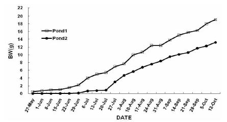그림 13. Pond 1과 2에서의 흰다리새우 누적 주간 체중변화 비교.