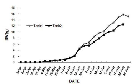 그림. 19. Tank 1과 2의 새우의 누적 주간 체중 변화.