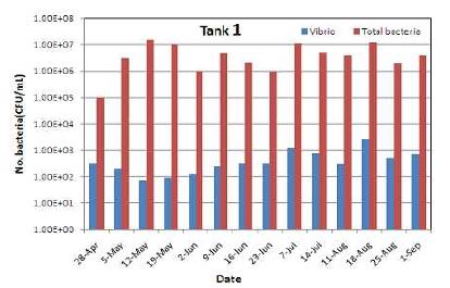 그림 28. Tank 1의 총세균수와 비브리오 수의 비교.