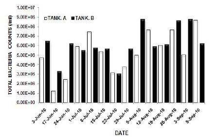 그림 31. 그린하우스 tank 1, 2의 총세균수