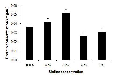 그림 41. Biofloc농도별 사육된 흰다리새우 hemocyte의 단백질 농도의 변화