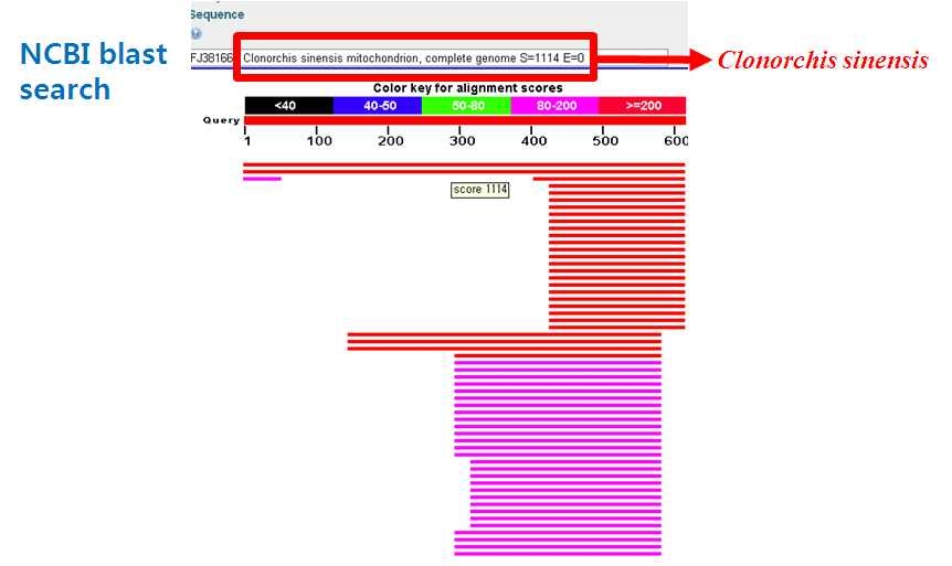 그림 3. PCR반응 후 나온 유전자 서열 샘플의 NCBI blast 결과