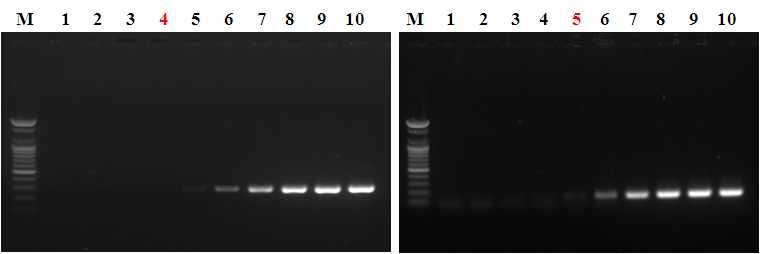 그림 4. Second PCR법에 의한 간흡충 유전자의 검출한계