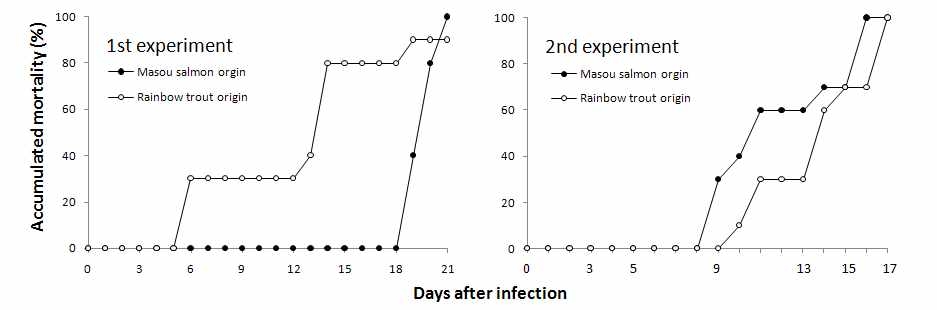 그림 3. 수온 17℃에서 자연감염된 백점충(theronts) 감염시킨 무지개송어, 산천어의 누적폐사율