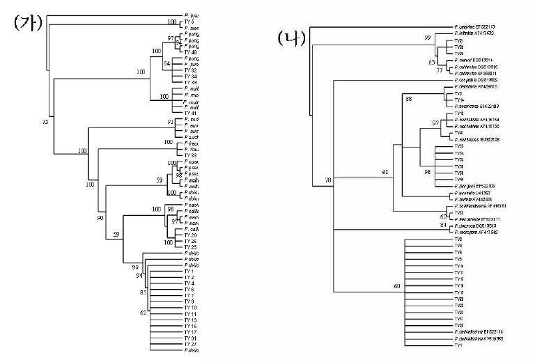 그림 16. (가) 통영연안에서 분리된 Pseudo-nitzschia 종의 ITS rDNA 영역의 maximum parsimony(MP) 계통유연 분석. Bootstrap 값은 1,000번 반복으로부터 계산된 ≥50%임. 본 연구에서 분석된 배양주는 굵은 글씨로 표시됨. 계통유연 분석 지수는 아래와 같다; Tree length = 711, Consistency index(CI) =0.5556, Homoplasy index(HI) = 0.4444, CI excluding uninformative characters = 0.5486, HIexcluding uninformative characters = 0.4514, Retention index(RI) = 0.8893, Rescaled consistencyindex(RC) = 0.4940. (나) 통영연안에서 분리된 Pseudo-nitzschia 종의 LSU rDNA 영역의 maximumparsimony(MP) 계통유연 분석. Bootstrap 값은 1,000번 반복으로부터 계산된 ≥50%임. 본 연구에서 분석된 배양주는 굵은 글씨로 표시됨. 계통유연 분석 지수는 아래와 같다; Tree length = 124,Consistency index(CI) = 0.6935, Homoplasy index(HI) = 0.3065, CI excluding uninformativecharacters = 0.06449, HI excluding uninformative characters = 0.3551, Retention index(RI) =0.0.9075, Rescaled consistency index(RC) = 0.6294.