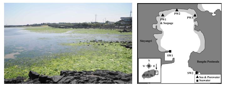 그림 3. 2009년 9월 제주도 신양해수욕장 갯벌 PW1 정점 부근의 해조류 출현모습(좌)과 퇴적물 및 해수 조사정점(우).