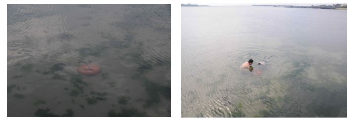그림 6. 제주도 신양해수욕장 PW1 정점에 설치한 seepage meter의 모습(좌)과 지하수 유출속도를 측정하는 사진(우).