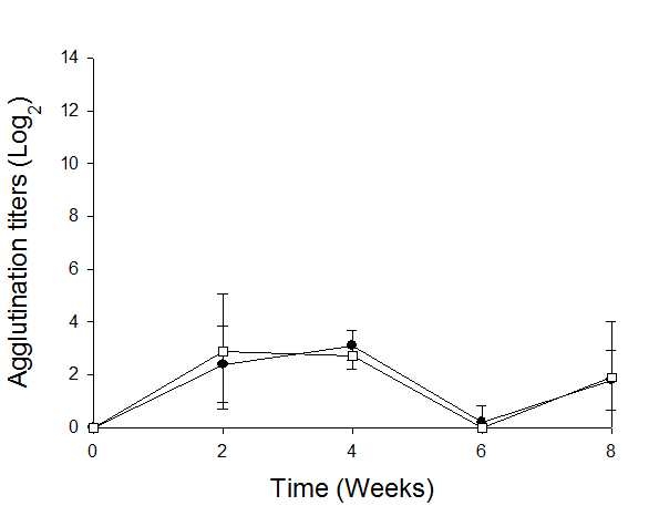 그림 3. 혼합백신 접종된 넙치 혈청의 Streptococcus iniae FKC에 대한 응집항체가 변화