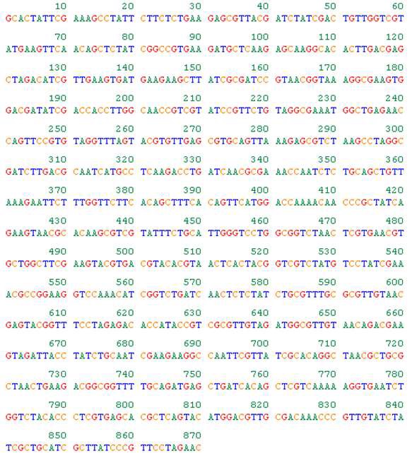 그림 5. 870 bp 크기의 Vibrio campbelii KCCM 41986 rnase polymerase subunit B (rpoB)의 염기서열