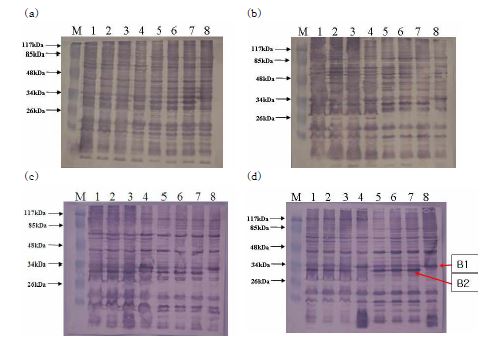 그림 8. Vibrio harveyi의 항원단백질의 western blot 분석.