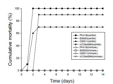 그림 9. Vibrio harveyi C05011 FKC를 투여 후 V. harveyi FP4138, E05003, C05011,KCCM40866로 인위감염 시킨 넙치의 누적폐사율