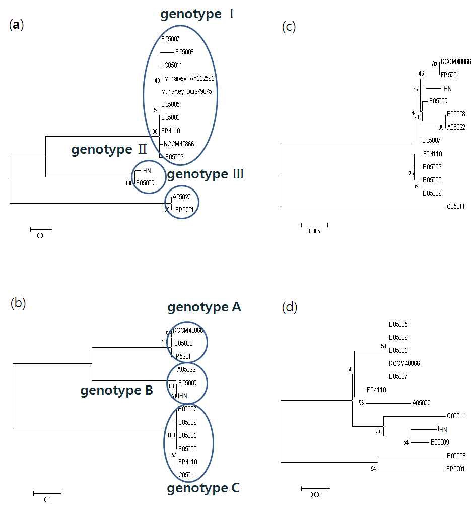 그림 11. Vibrio harveyi 분리균주의 ompK(A), ompU(B), ompV(C), ompW(D) 유전자의 비교.