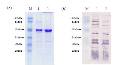 그림 13. In vivo 배양 후 V. harveyi omp의 SDS-PAGE(a)와 western blotting(b) 비교