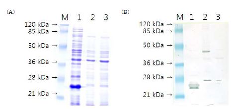 그림 14. E. coli BL21에서 pET32a-ompW 발현의 SDS-PAGE(A)와 Westerrn blotting(B)분석