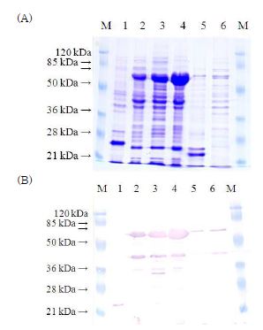 그림 17. E. coli BL21에서 pET32a-ompU 발현의 SDS-PAGE(A)와 Westerrn blotting(B) 분석