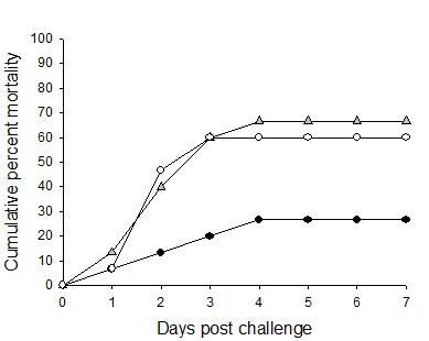 그림 19. 면역 유도된 넙치의 Vibrio harveyi 인위감염 후의 누적폐사율 변화