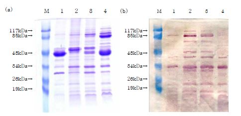 그림 20. 철결핍 조건 배양 후 V. harveyi omp의 SDS-PAGE(a)와 western blotting(b) 비교.