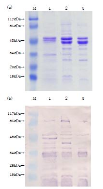 그림 22. 배양시간별 V. harveyi omp의 SDS-PAGE(a)와 western blotting(b) 비교.