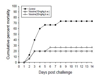 그림 24. 비브리오하베이 백신 투여 후 Vibrio harveyi 인위감염에 의한 누적폐사율의 변화