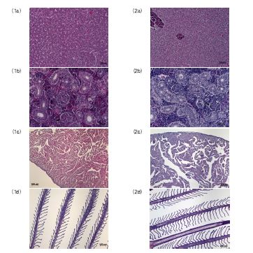 그림 25. 비브리오하베이 백신 투여구(1a, 1b, 1c, 1d)와 대조구(2a, 2b, 2c, 2d)의 간(a), 신장(b), 심장(c), 아가미(d) 조직 비교