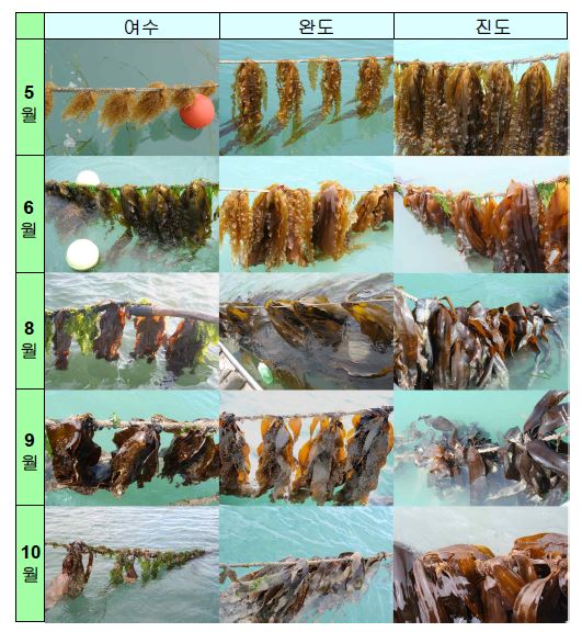 그림 7. 4월에 양성한 다시마의 생장 비교