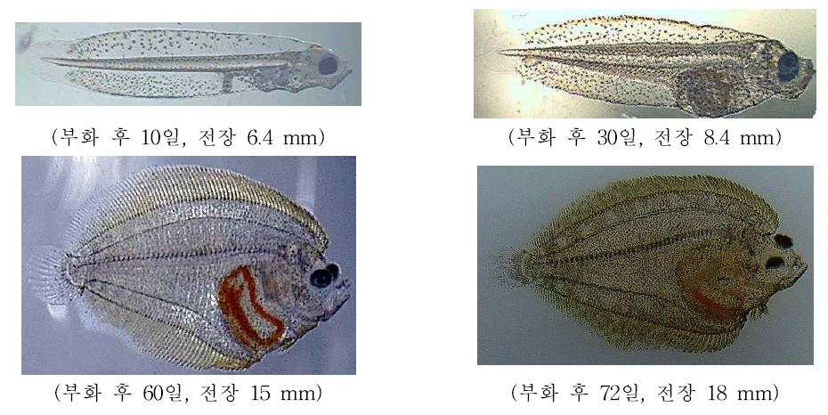 그림 15. 줄가자미 후기자어 및 치어.