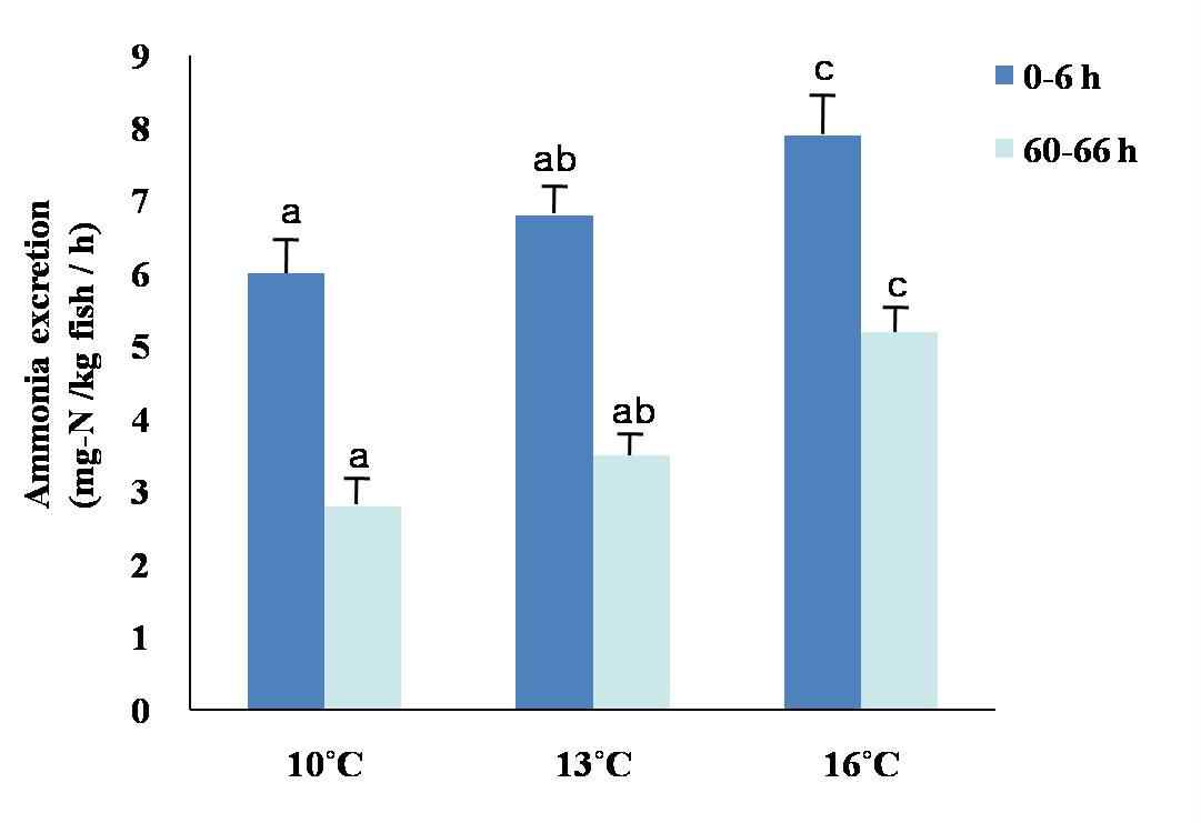 그림 18. 줄가자미(> 700 g) 수온별 암모니아 배설량