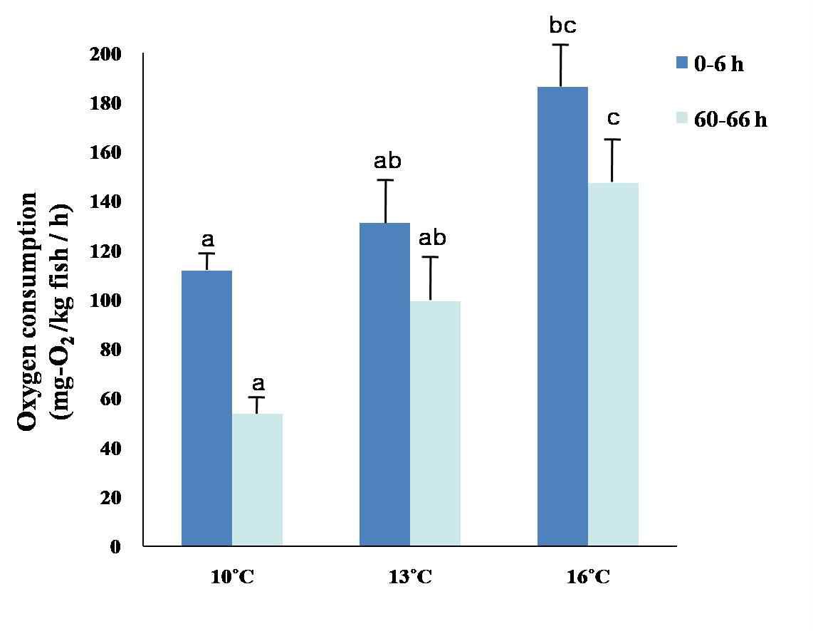 그림 19. 줄가자미(< 600 g) 수온별 산소소비량