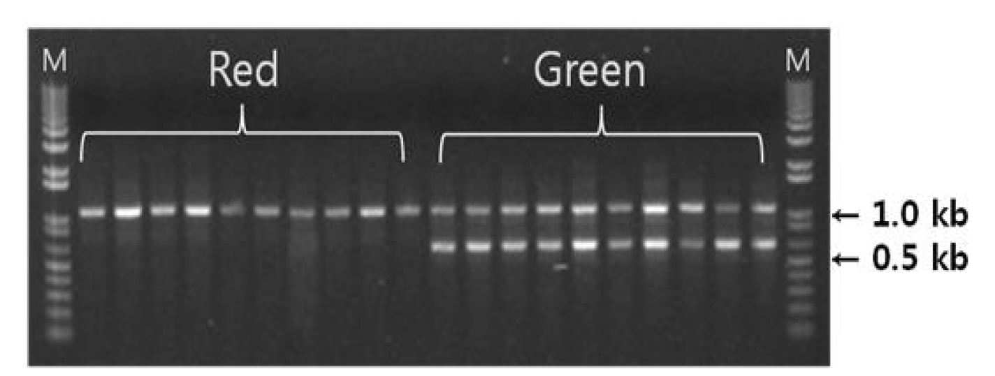 그림 6. 홍해삼 및 청해삼 특이 프라이머에 의한 PCR 반응.
