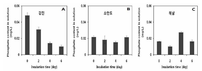 그림 39. 강진 (A), 소안도 (B) 및 해남 (C)으로부터 채집한 양식 김의 in vitro 생체량 인산 (P) 흡수 비교.