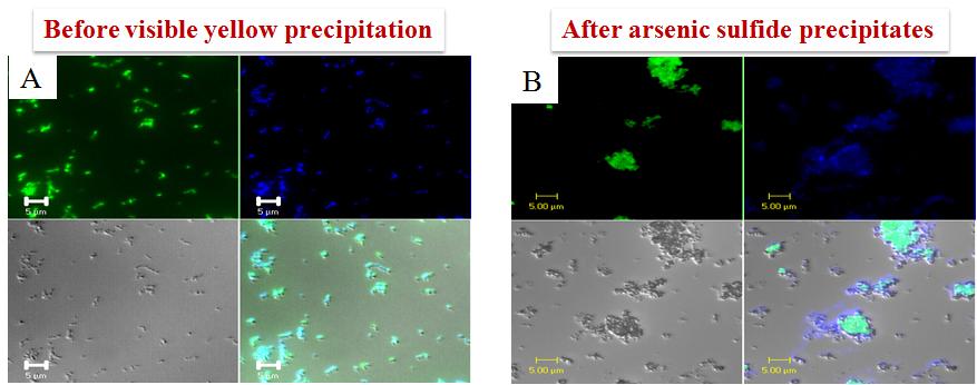 Confocal laser scanning microscopy images