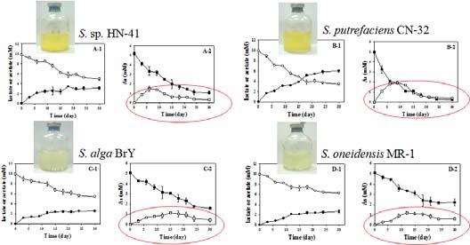 Kinetics of lactate, acetate, As(V), and As(III) from different Shewanella strains