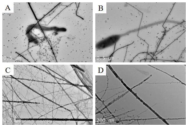 Production of As-S nanotubes by immobilization system.