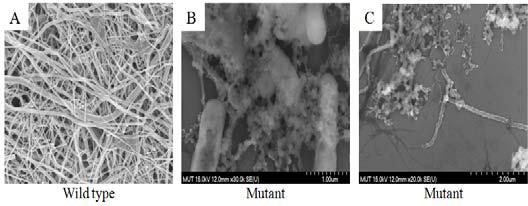 SEM images of As-S nanotubes produced by wild type strain HN-41 (A) and their random mutant (B and C).