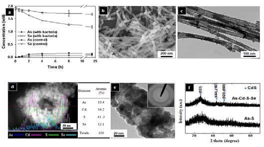 Concentration of As and Se in the medium containing Shewnella sp. HN-41 (a), SEM image (b), TEM image (c), line-scan EDX profile across the cross section (d), TEM image with SAED pattern of As-Cd-S-Se nanotubes (e), and X-ray diffraction patterns (f).
