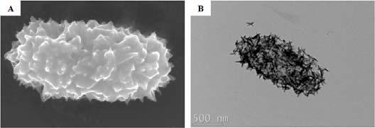 SEM (A) and TEM (B) images of Te nanostructures synthesized by S. oenidensis MR-1.