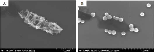 SEM images of Te nanospheres treated with DMSO before (A) and after (B).