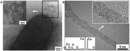 Cryo-EM images (A), and HRTEM images with EDS results (inset) (B) of the uranium nanowires produced by S. oneidensis MR-1.