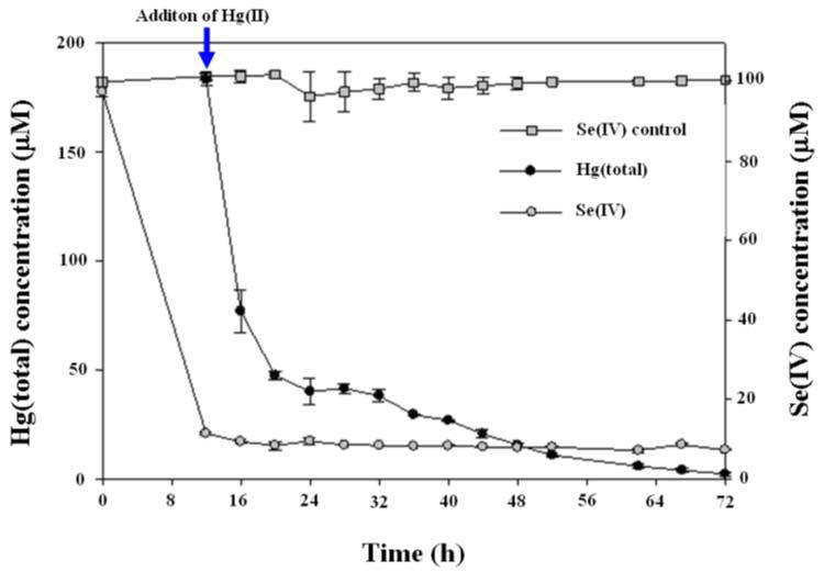Kinetics of total Hg removal from aqueous medium by S. putrefaciens 200.