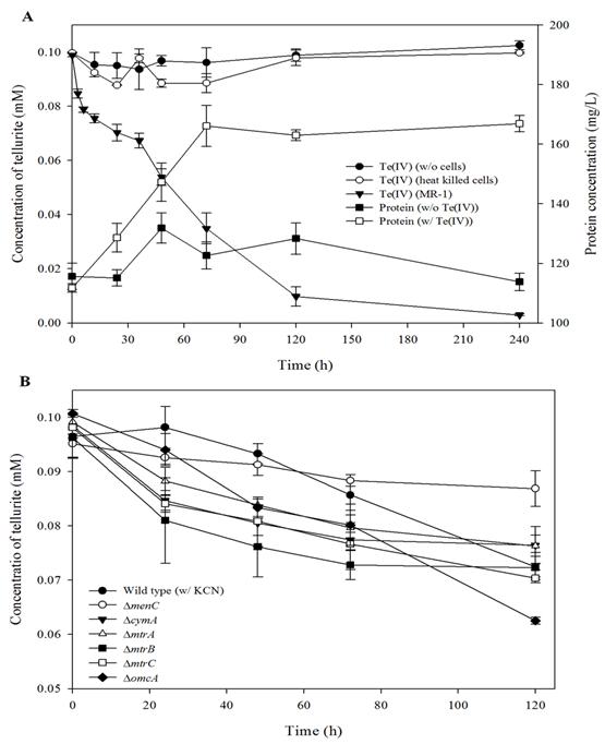 Growth curve and Te(IV) reduction kinetics of (A) S. oneidensis MR-1 and (B) its mutants grown anaerobically in the presence of Te(IV).