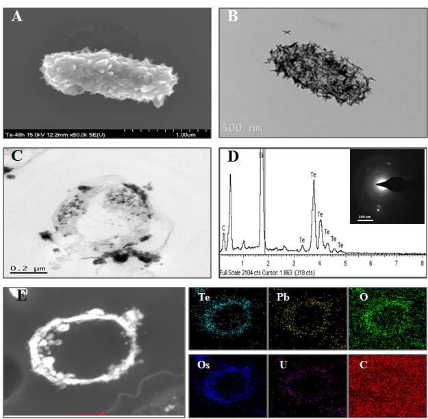 Electron microscopic image analyses