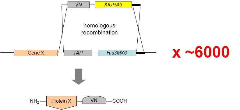 Construction of VN-tagged strains by epitope switching.