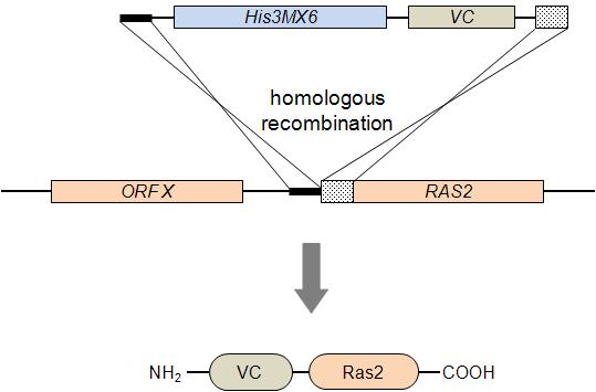 Construction of VC-Ras2 strain.