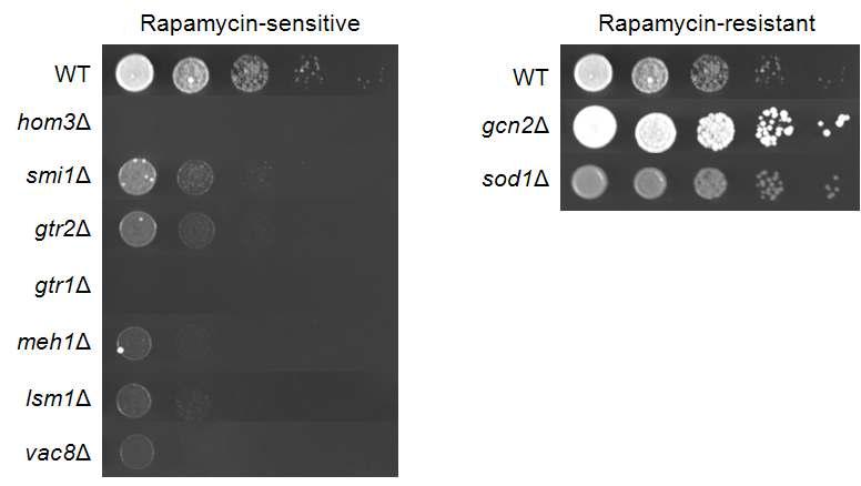 라파마이신 처리시 Tor1 intearctome 돌연변이주들의 세포 성장 저해도 변화.