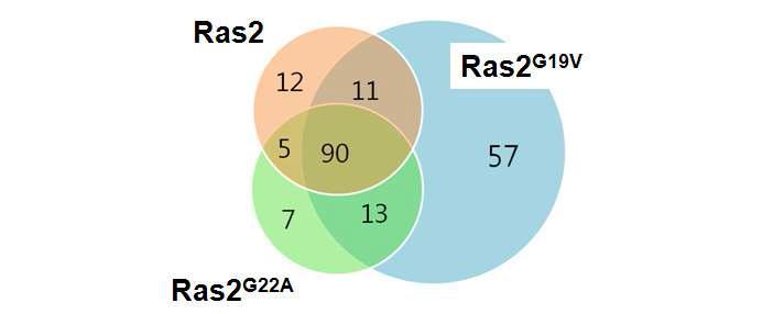 Wild-type Ras2와 mutant Ras2 간에 이분자 형광 상보 신호 세기 차이를 보이는 단백질들의 분포.
