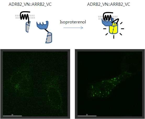 β-adrenergic receptor와 β-arrestin 간의 상호작용 분석